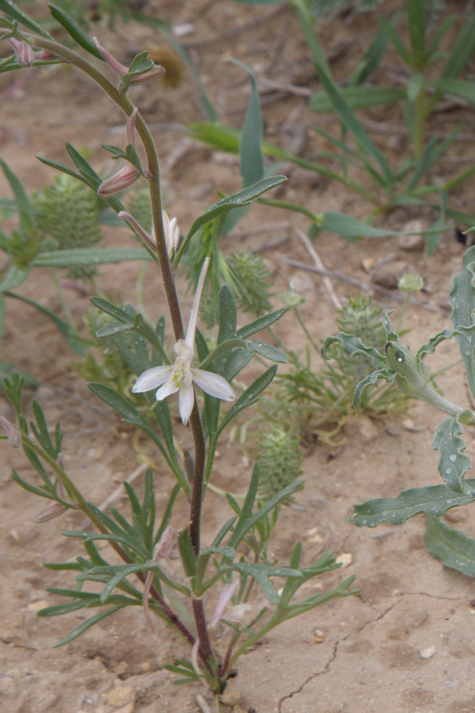 Image of Delphinium rugulosum specimen.