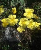 Rosa kokanica