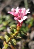 Loiseleuria procumbens