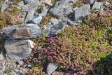 Saxifraga asiatica