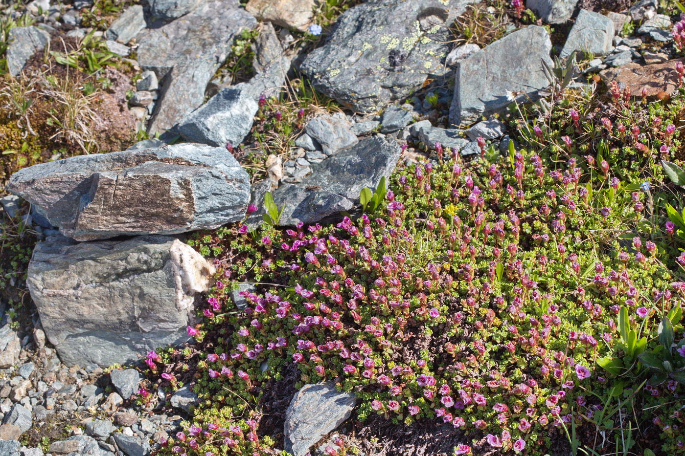 Image of Saxifraga asiatica specimen.