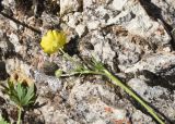 род Ranunculus
