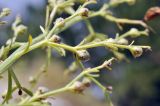 Scrophularia bicolor. Часть веточки с плодами. Крым, г. Симферополь, окр. мкр-на Пневматика, куэста, каменистая осыпь. 15.07.2025.