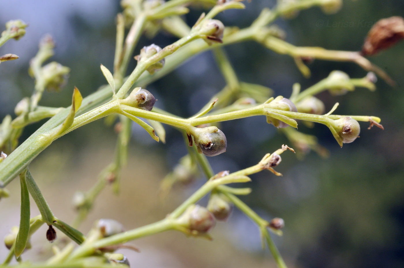 Image of Scrophularia bicolor specimen.