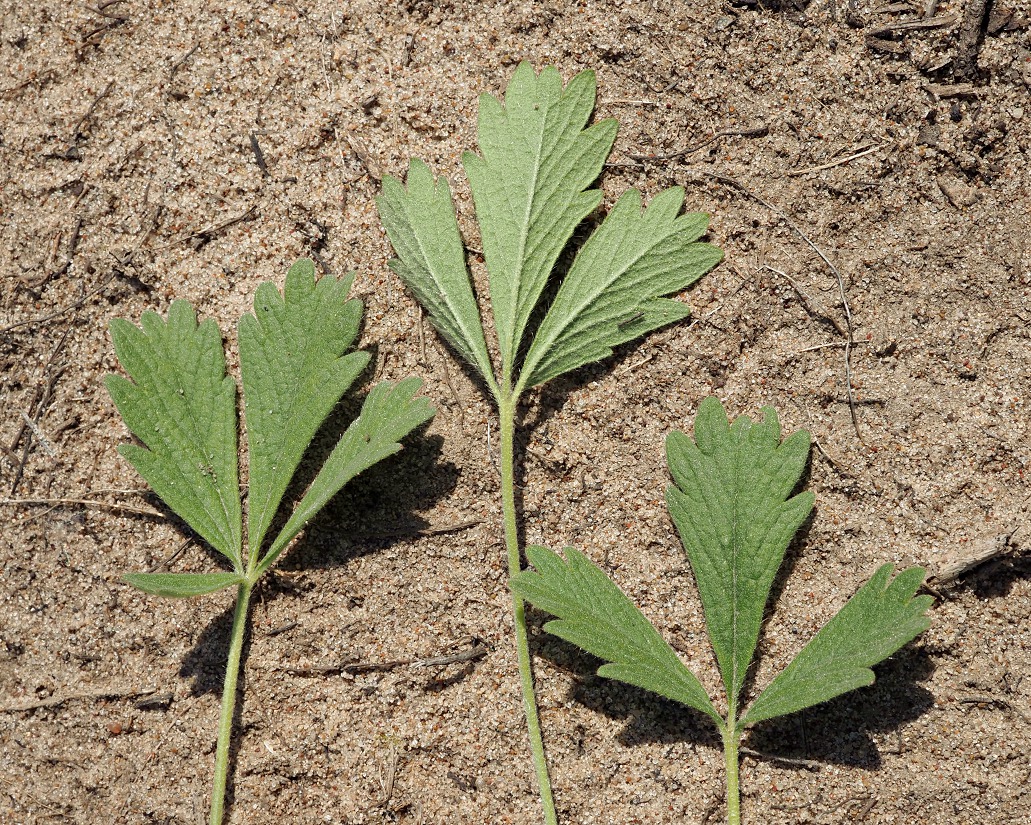 Image of Potentilla incana specimen.