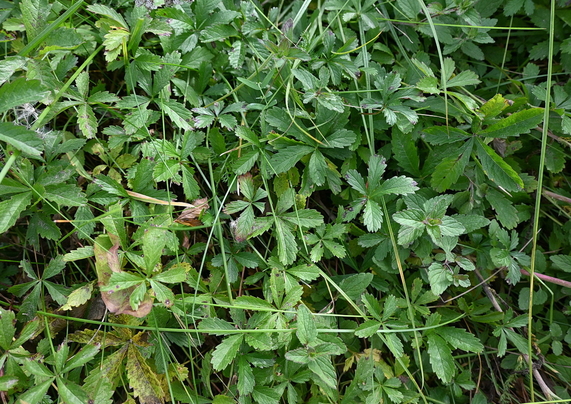 Image of Potentilla reptans specimen.