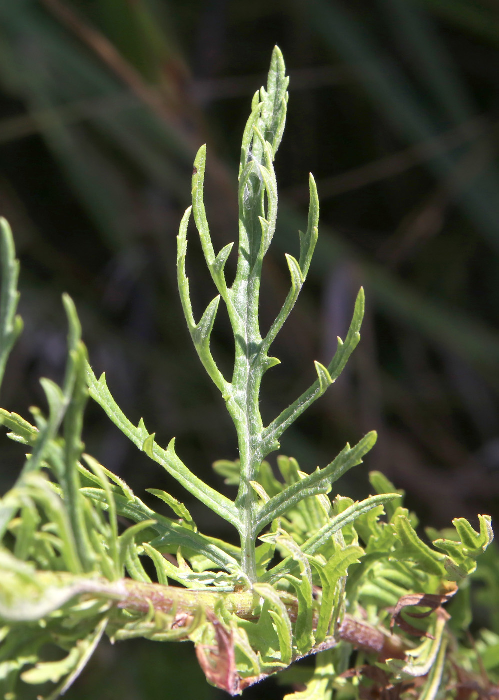 Image of Senecio erucifolius specimen.