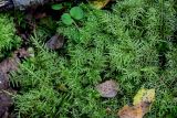 Hylocomium splendens. Веточки вегетирующих растений. Московская обл., Чеховский р-н, окр. дер. Чепелёво, смешанный лес. 31.08.2025.