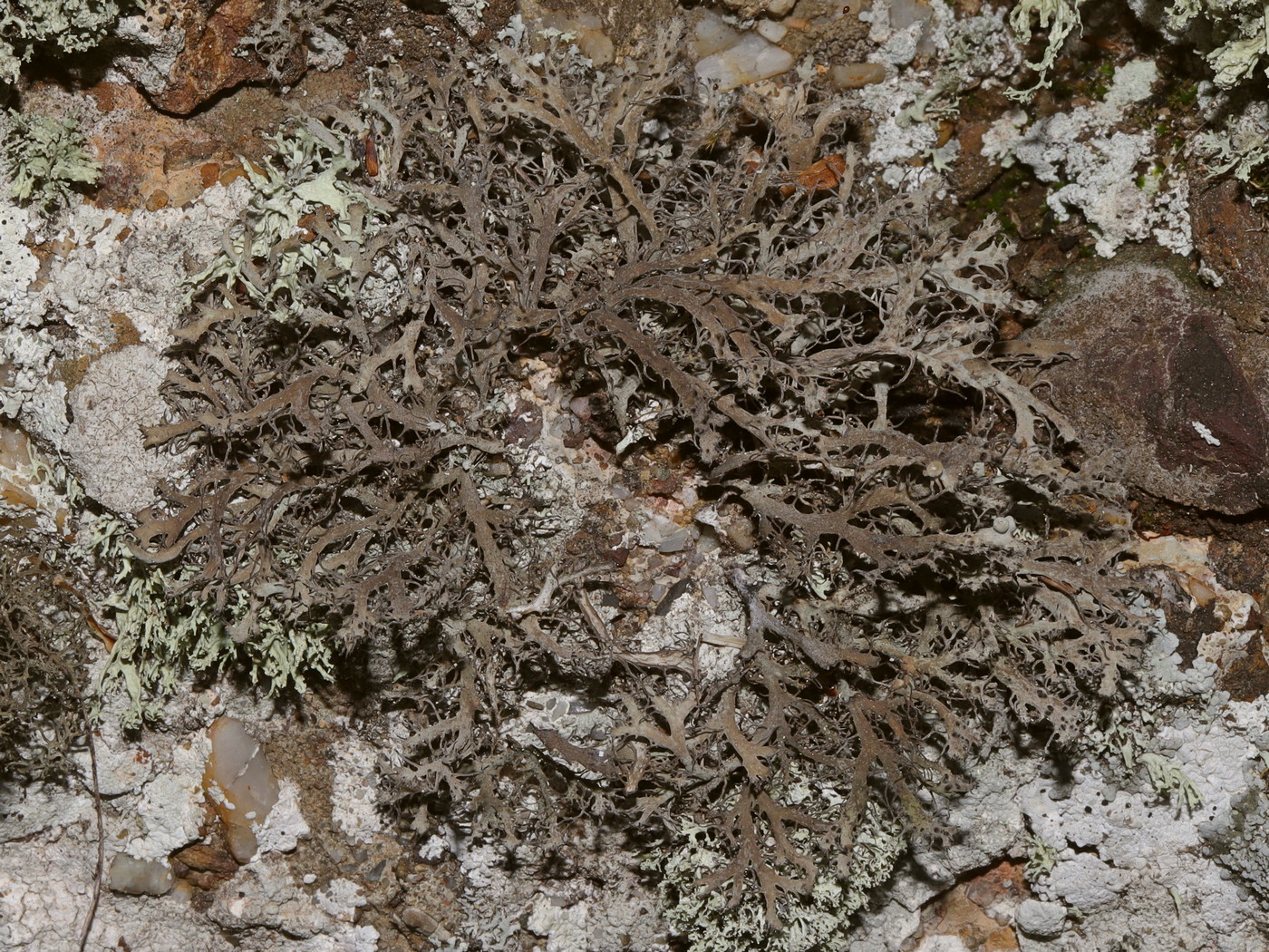 Image of Anaptychia ciliaris specimen.
