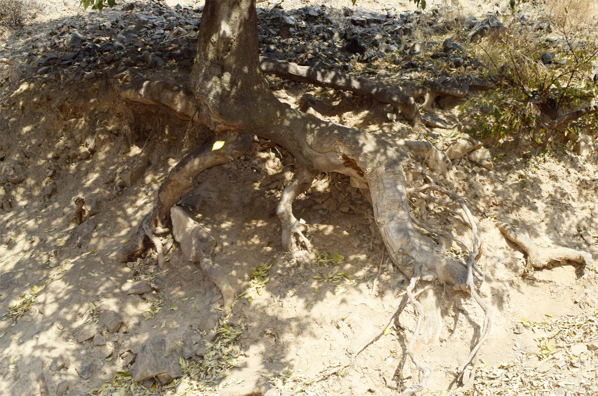 Изображение особи Celtis caucasica.