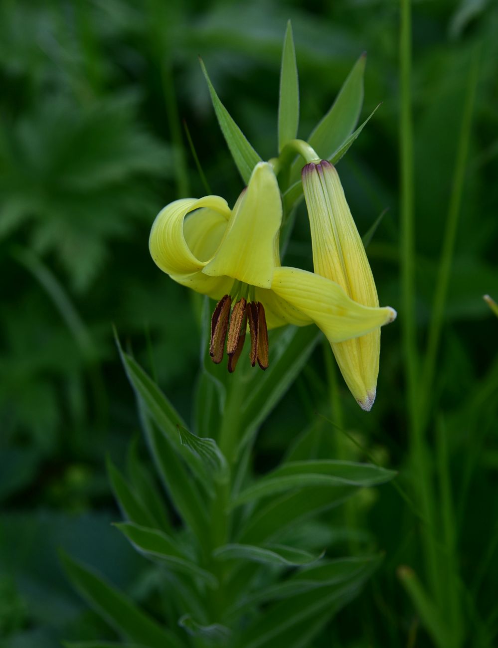 Изображение особи род Lilium.