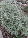 Phlomis fruticosa. Вегетирующее растение. Кишинёв, Ботанический сад МГУ, коллекция лекарственных растений, в культуре. 18.11.2025.