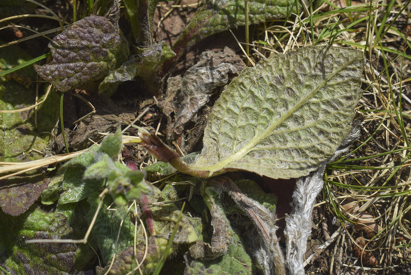 Изображение особи Pulicaria odora.