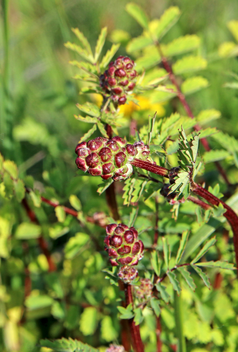 Image of Poterium polygamum specimen.