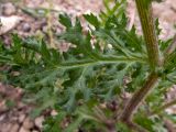 Senecio vernalis. Лист и часть стебля. Крым, западная окраина г. Судак, подножие горы Лысая (Голая), на краю виноградника. 22.04.2025.