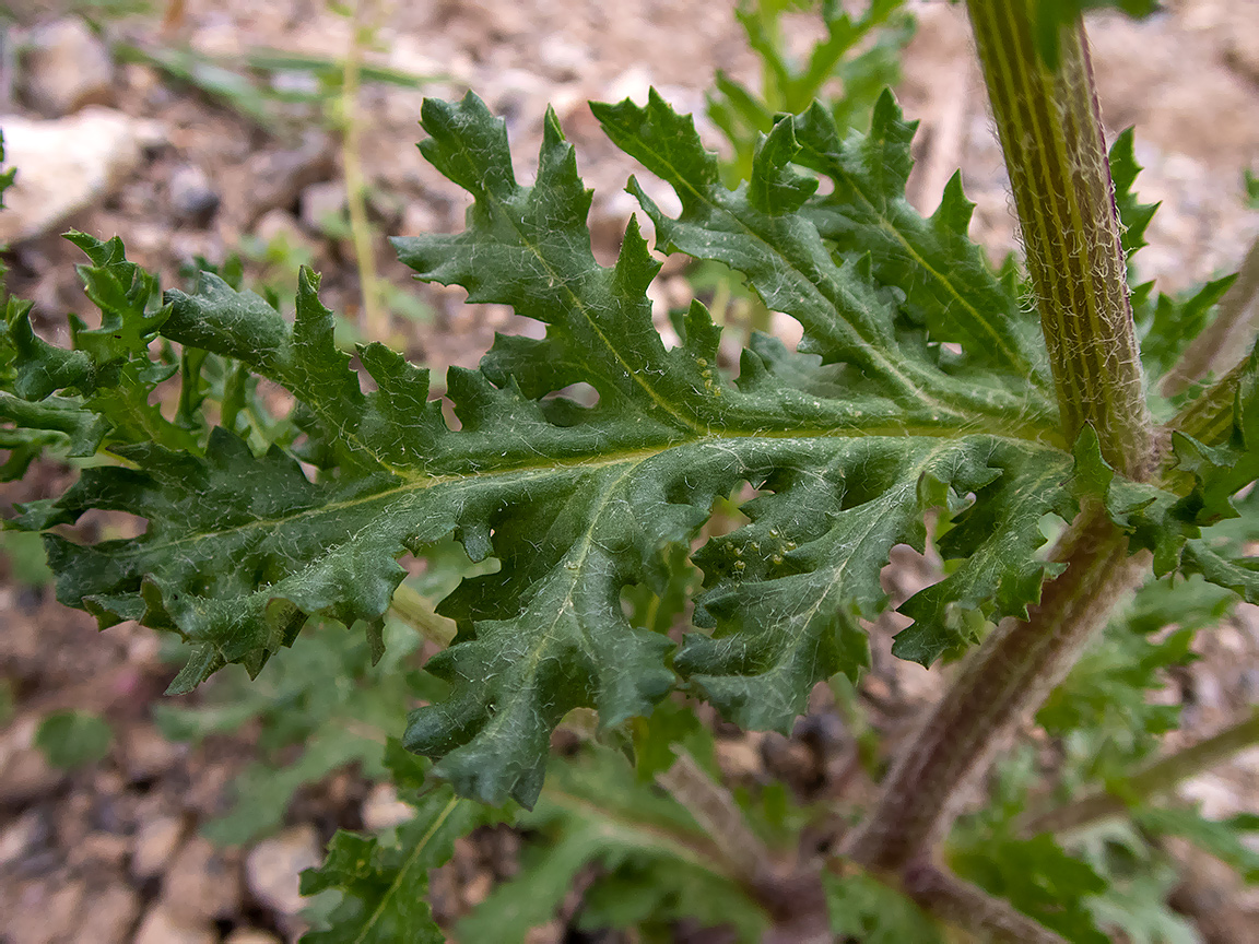 Image of Senecio vernalis specimen.