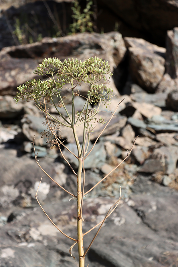 Изображение особи Ferula penninervis.