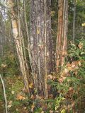 Betula pendula. Пнёвая поросль вокруг растущего материнского дерева. Костромская обл., Кадыйский р-н. 21 сентября 2009 г.