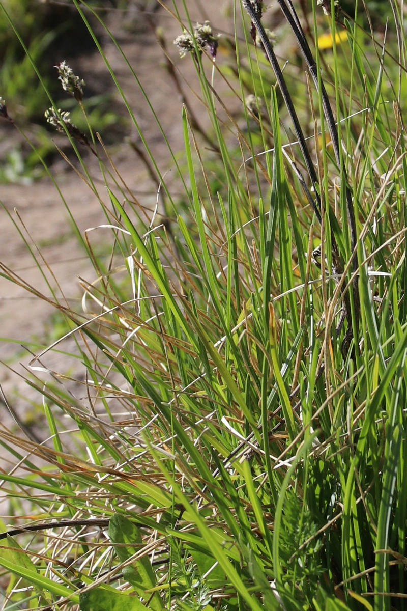 Изображение особи Sesleria caerulea.