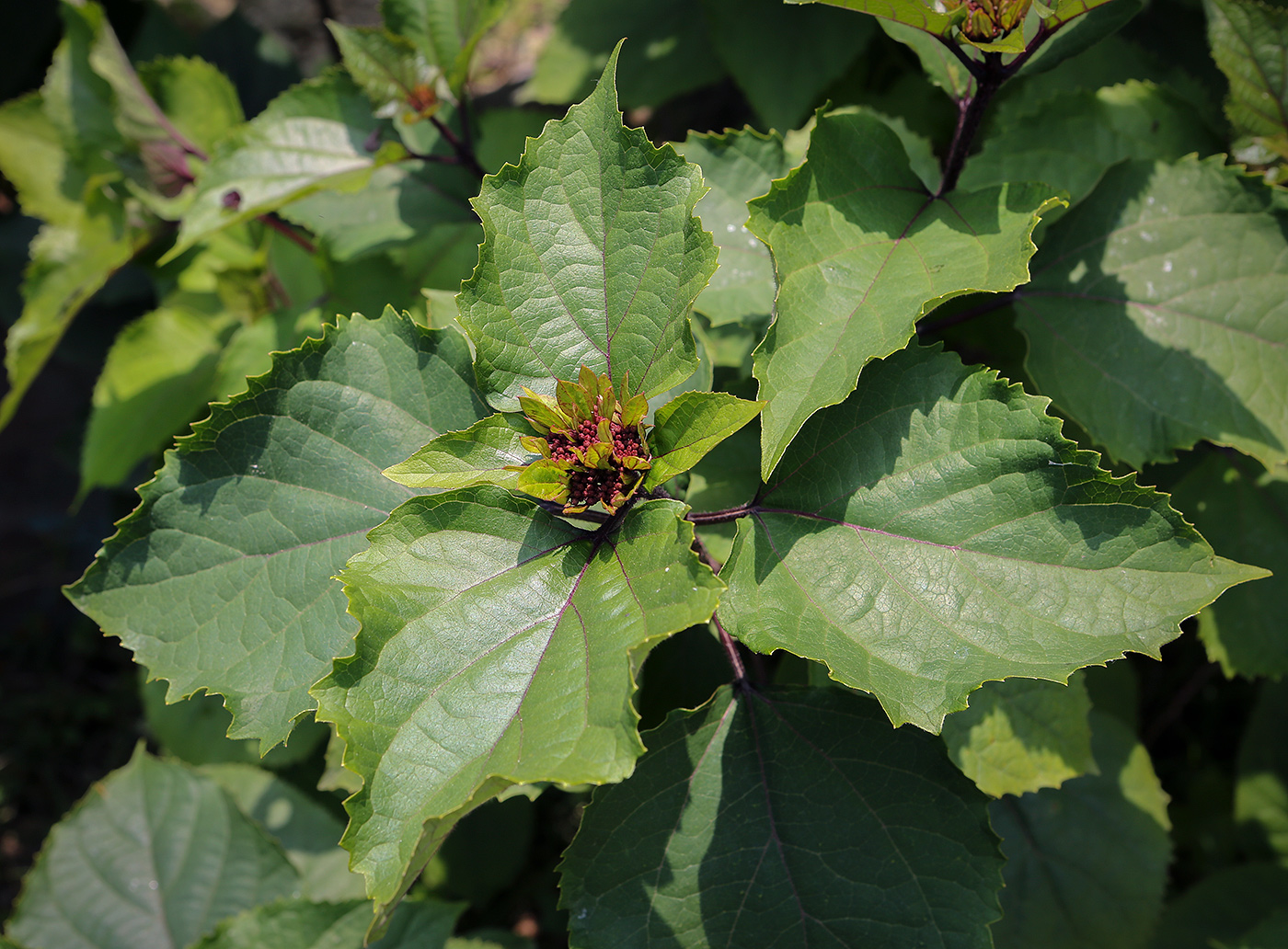 Image of Clerodendrum bungei specimen.