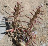 Image of taxon representative. Author is Намиг Аббасов