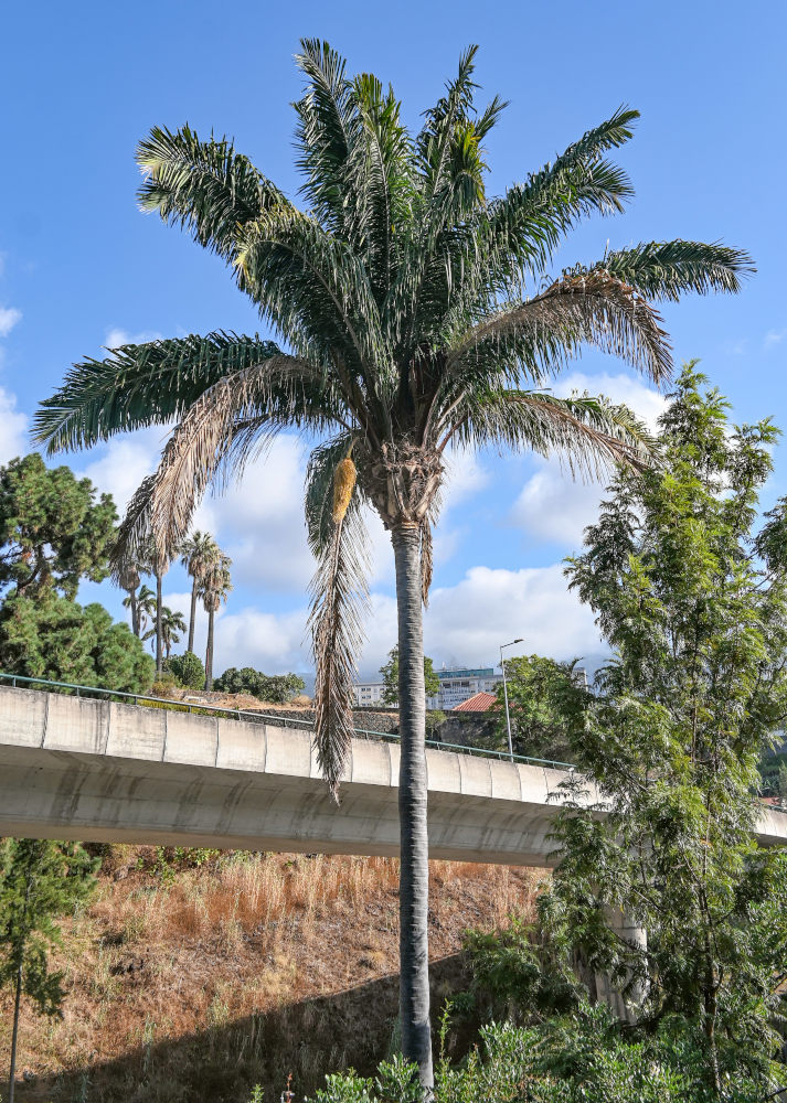 Изображение особи Syagrus romanzoffiana.