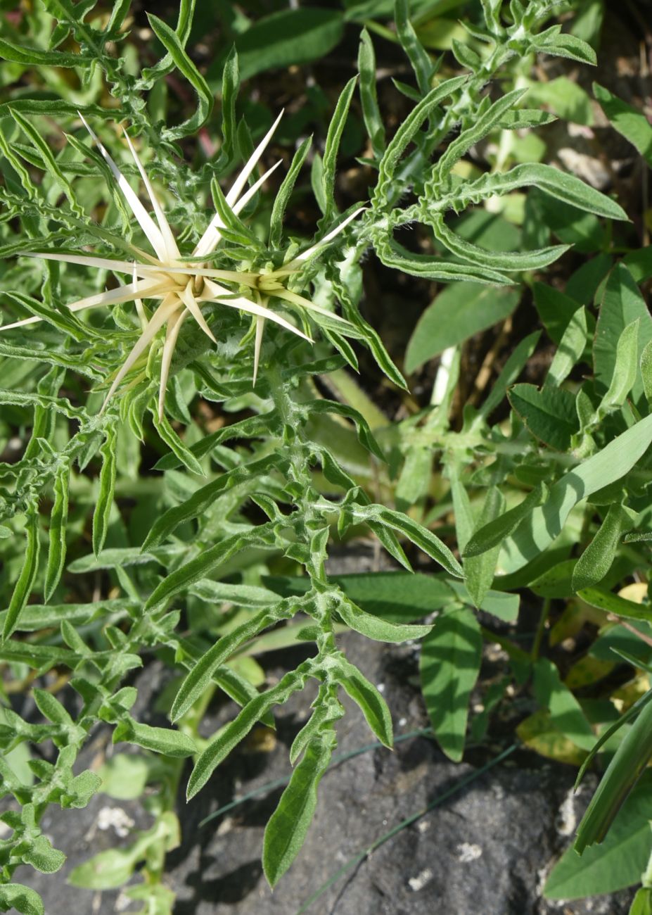 Image of Centaurea iberica specimen.