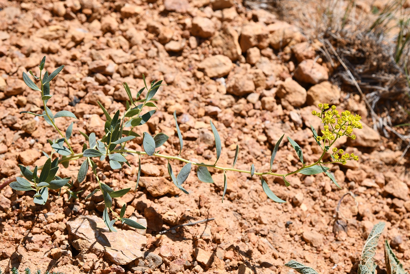 Image of Haplophyllum perforatum specimen.