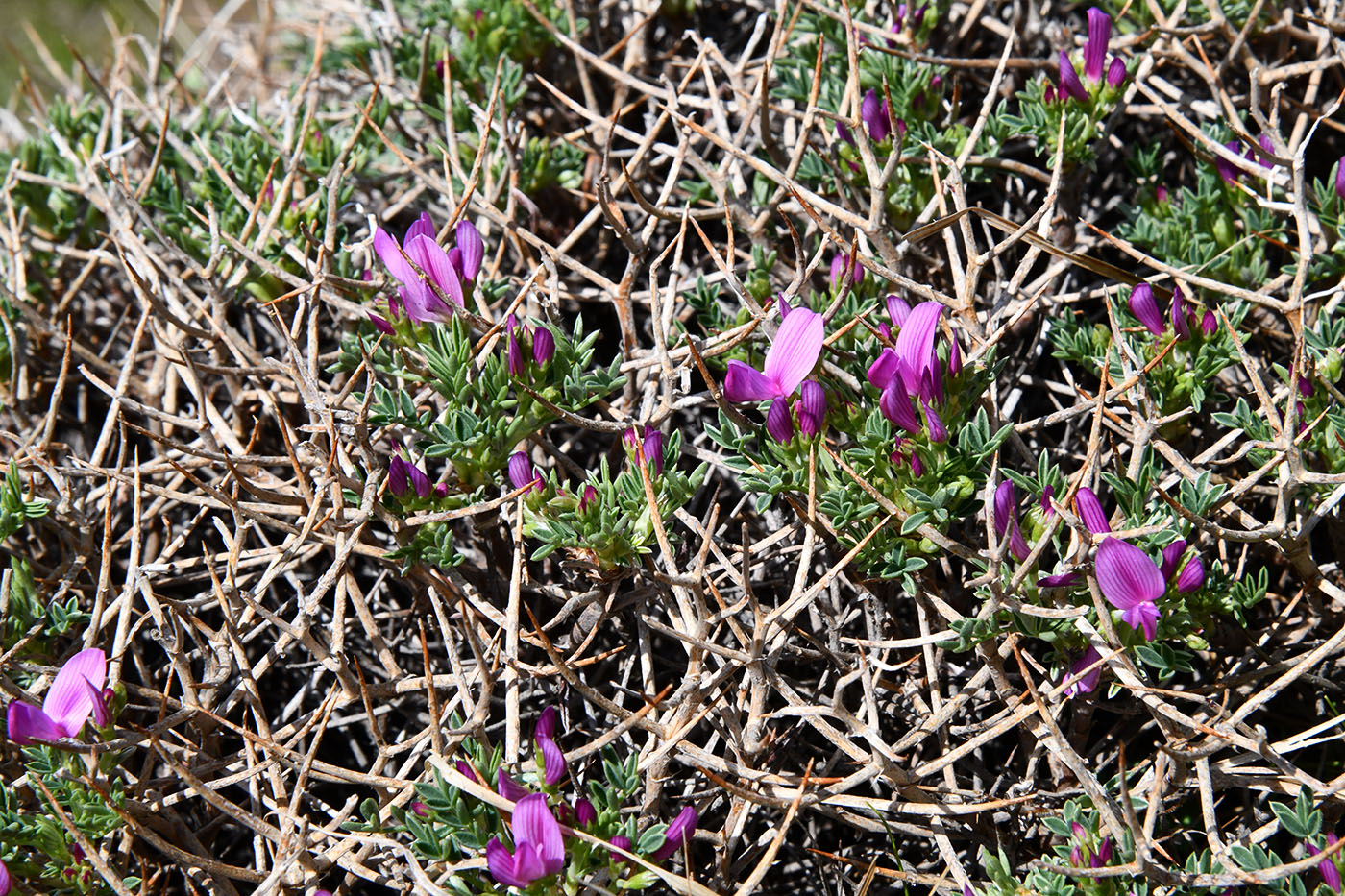 Image of Onobrychis echidna specimen.