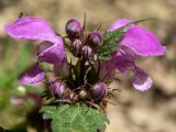 Lamium purpureum