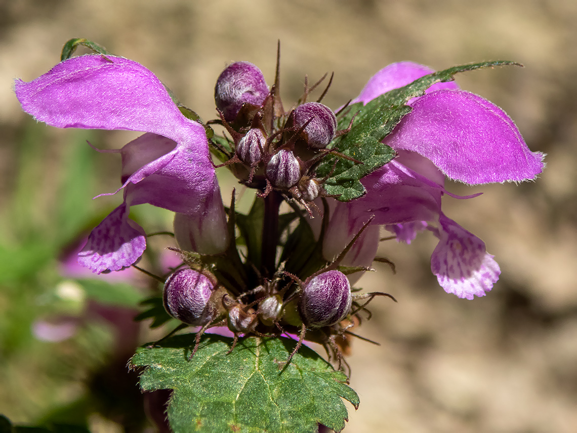 Изображение особи Lamium purpureum.