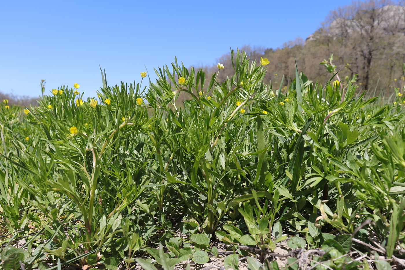 Изображение особи Ranunculus arvensis.