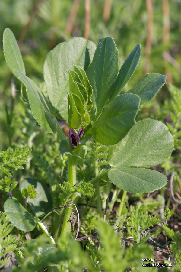 Изображение особи Vicia narbonensis.