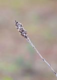 Thymbra spicata. Сухое соплодие. Турция, пров. Анталья, р-н Демре, окр. г. Демре, пляж Чайагзы (Çayağzı Plajı), зарастающие дюны. 06.01.2026.