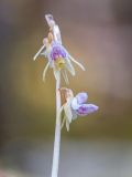 Epipogium aphyllum