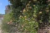 Lonicera etrusca. Цветущее растение. Крым, Южный берег, пос. Алупка, обочина. 29.05.2026.