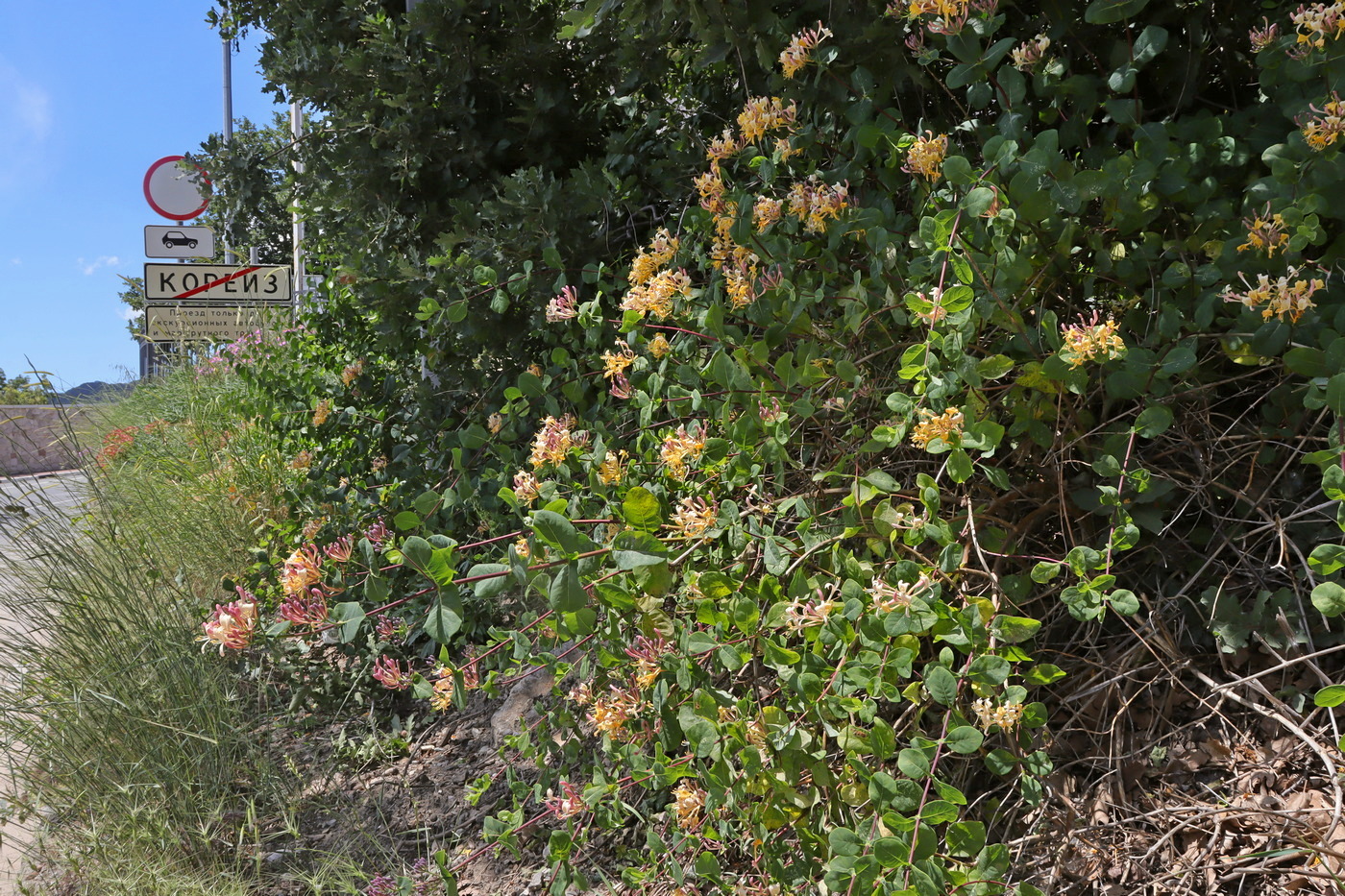 Изображение особи Lonicera etrusca.
