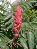 Rhus typhina. Соплодие. ЛНР, г. Северодонецк. Зеленая зона ок. многоквартирного дома. 20.06.2026.