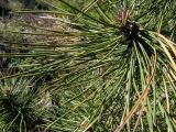 Pinus pallasiana