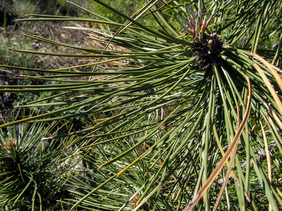 Image of Pinus pallasiana specimen.