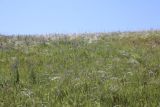 Stipa kirghisorum