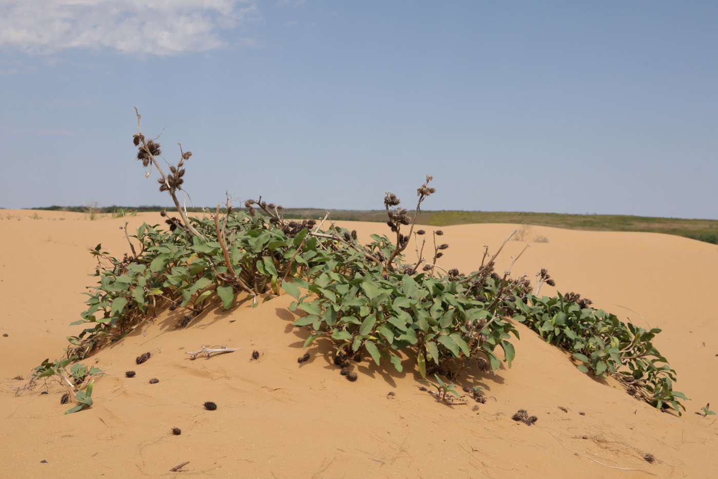 Image of Xanthium orientale specimen.