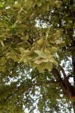 Quercus ithaburensis. Верхушка побега. Турция, ил Мугла, г. Бодрум, р-н Битез, территория кемпинга. 10.09.2024.