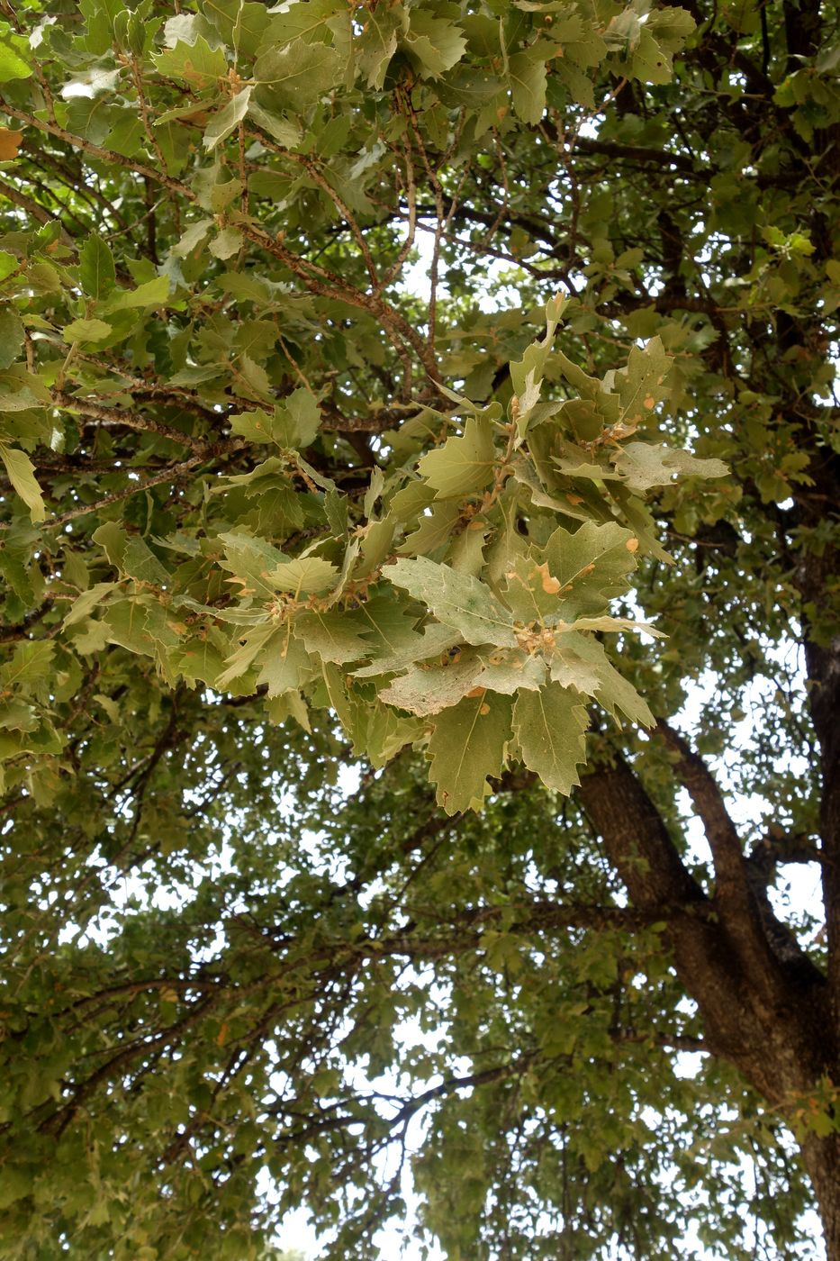 Image of Quercus ithaburensis specimen.