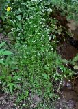 Galium palustre. Цветущие растения в сообществе с Ranunculus, Calystegia и Bidens. Португалия, округ Бежа, дол. р. Рибейра-ду-Торгал, берег реки, у воды. 04.06.2026.