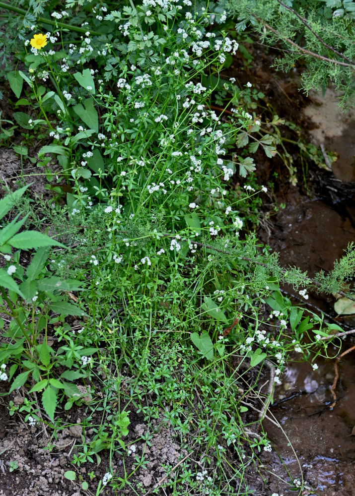 Image of Galium palustre specimen.