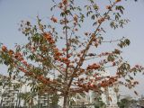 Bombax ceiba. Крона цветущего дерева. Израиль, г. Кирьят-Оно, посадки в сквере. 18.03.2008.