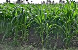 Zea mays. Вегетирующие растения. Египет, мухафаза Кена, окр. г. Луксор, в культуре. 05.05.2023.