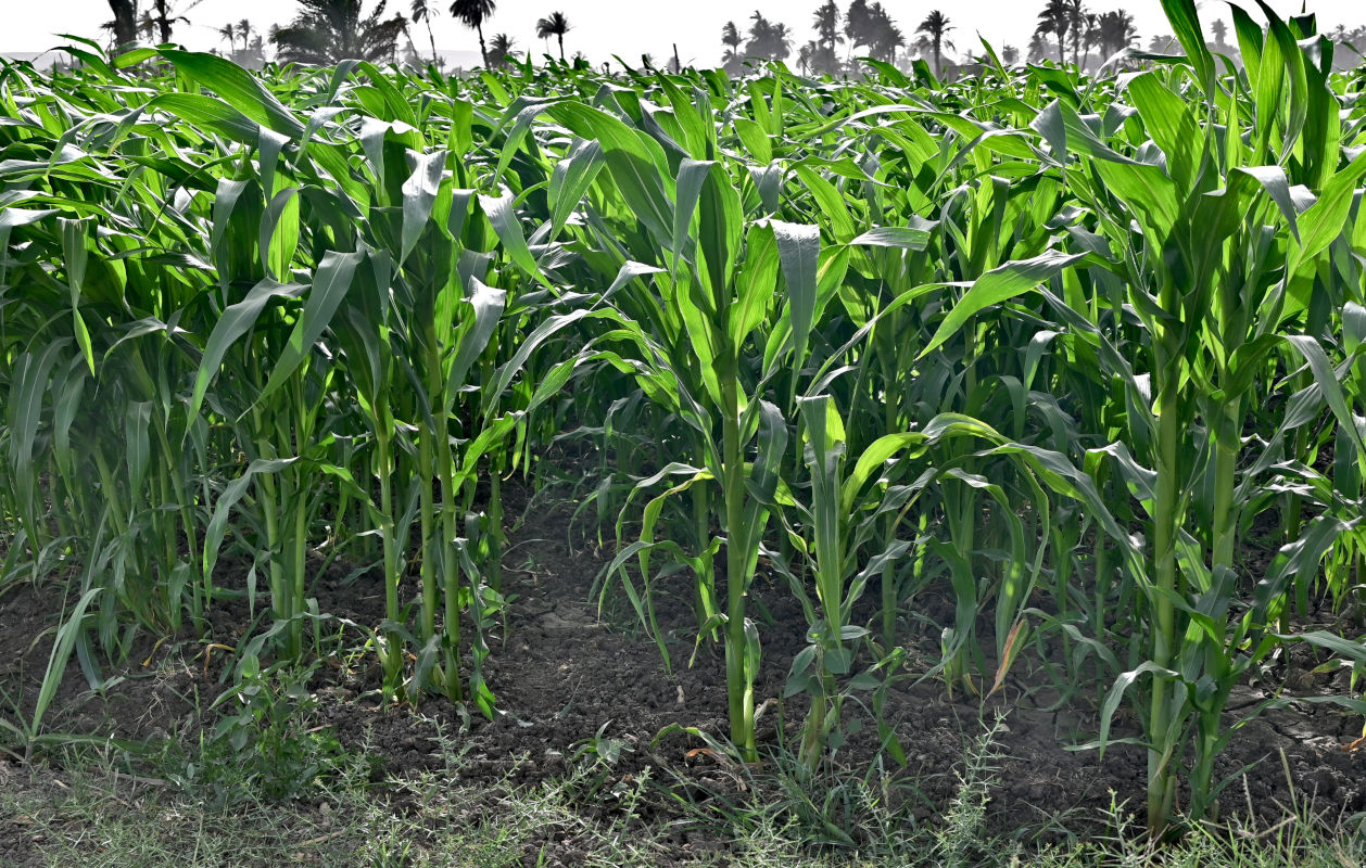 Image of Zea mays specimen.