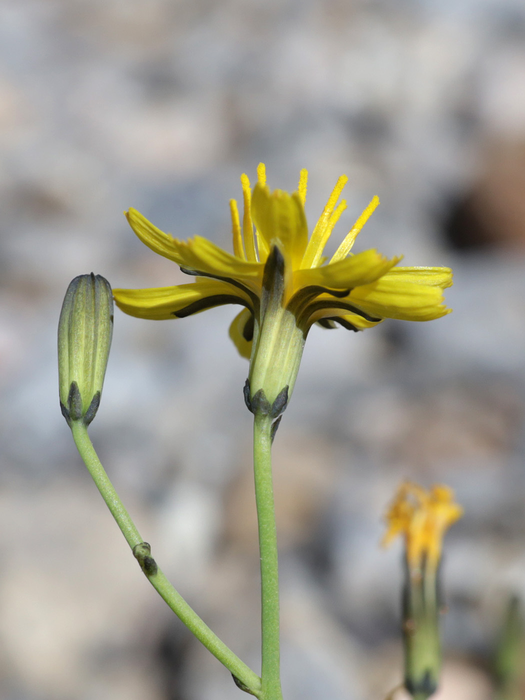 Image of genus Youngia specimen.